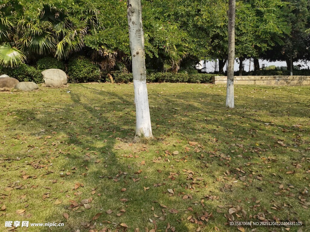 公园草地树木自然景致