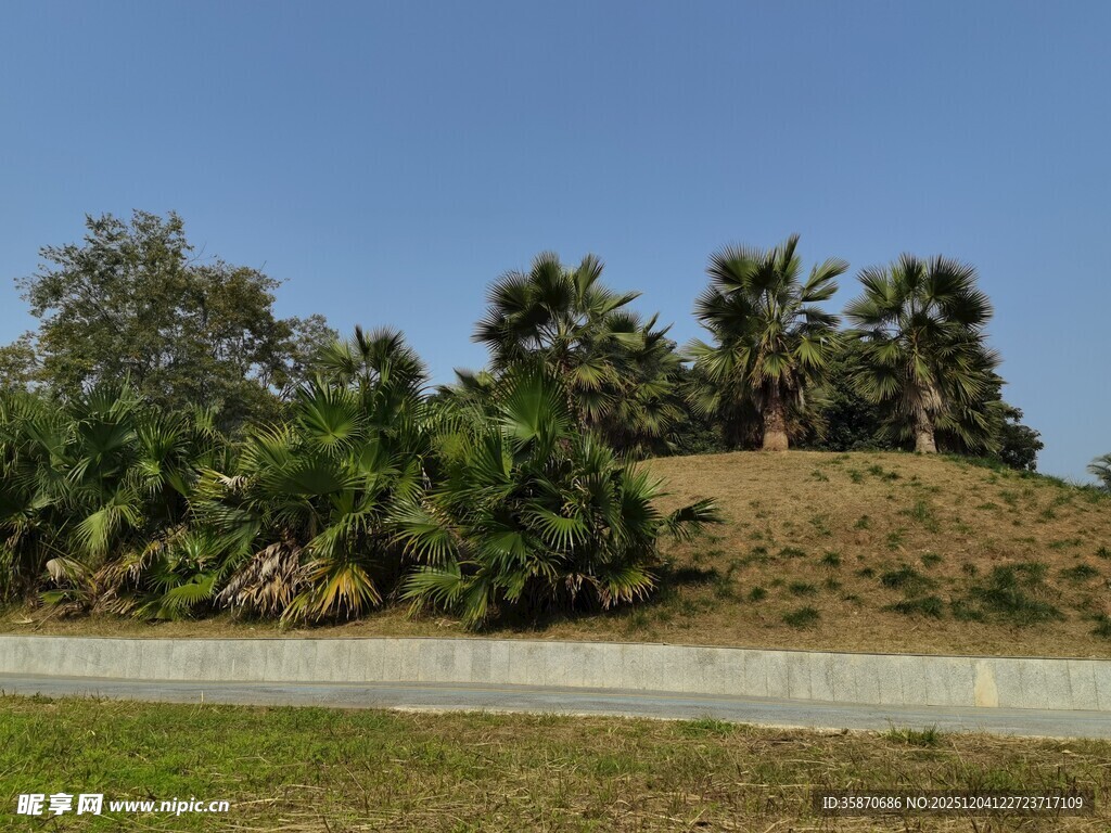 路边绿意盎然的植被景观