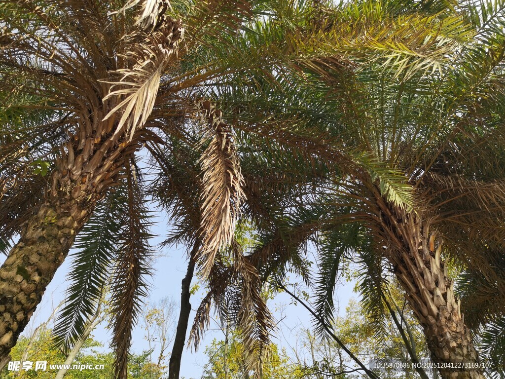 仰拍葱郁棕榈树景观
