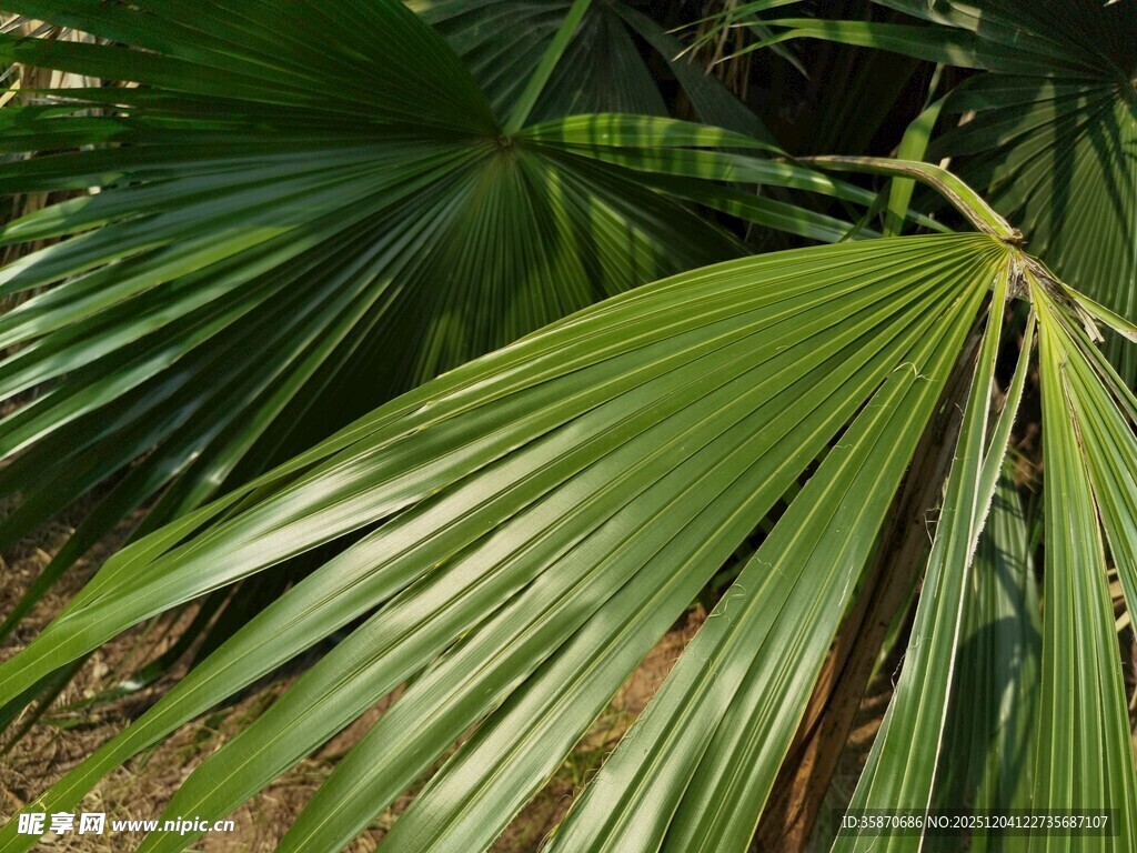 翠绿棕榈叶特写