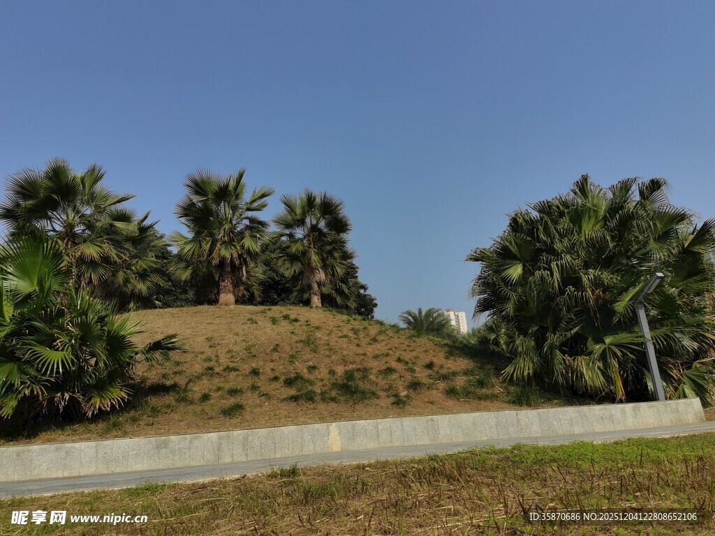 路边绿意盎然的棕榈树景观