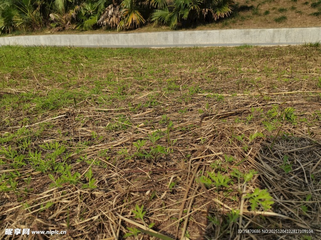 田野中的稀疏绿植