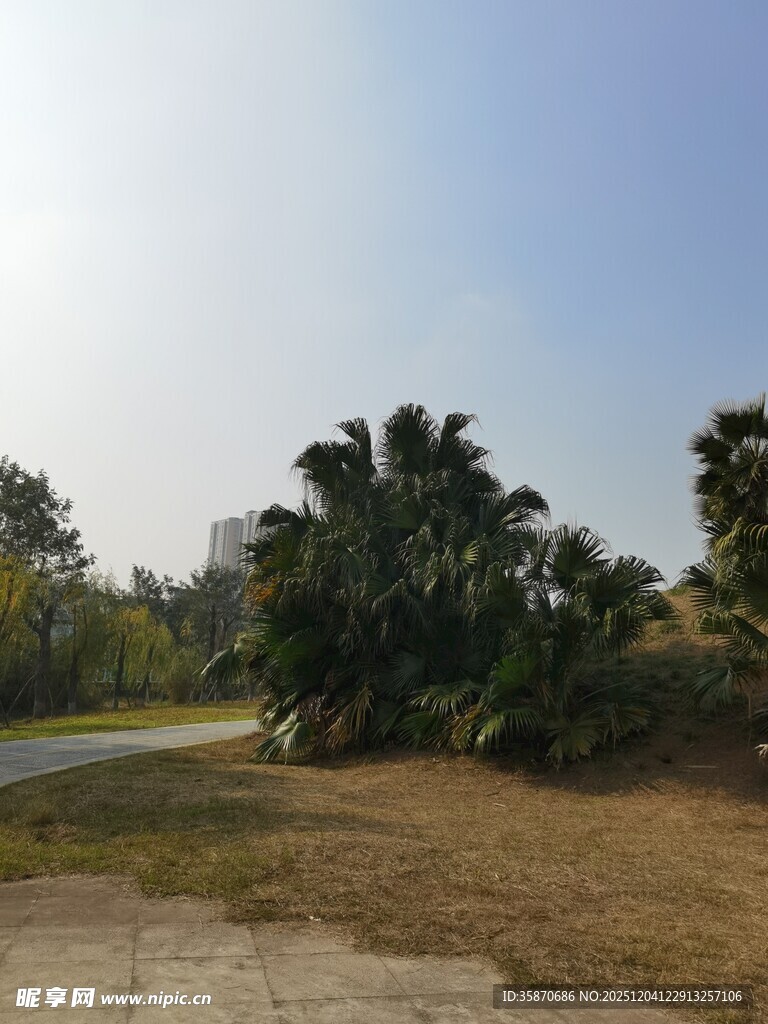 户外自然风景开阔草地树木