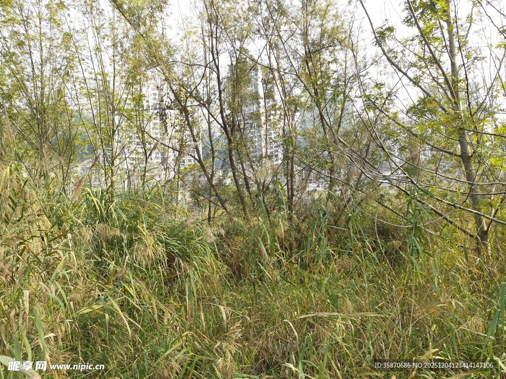 野外茂密的杂草植被