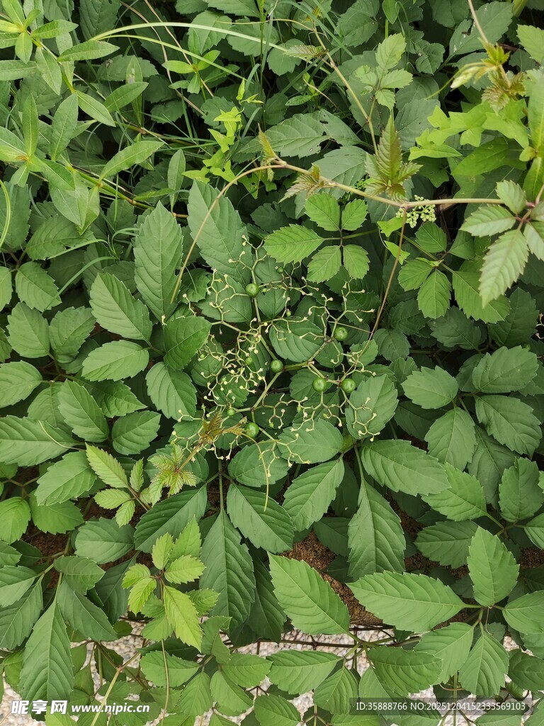 繁茂绿叶植物景观