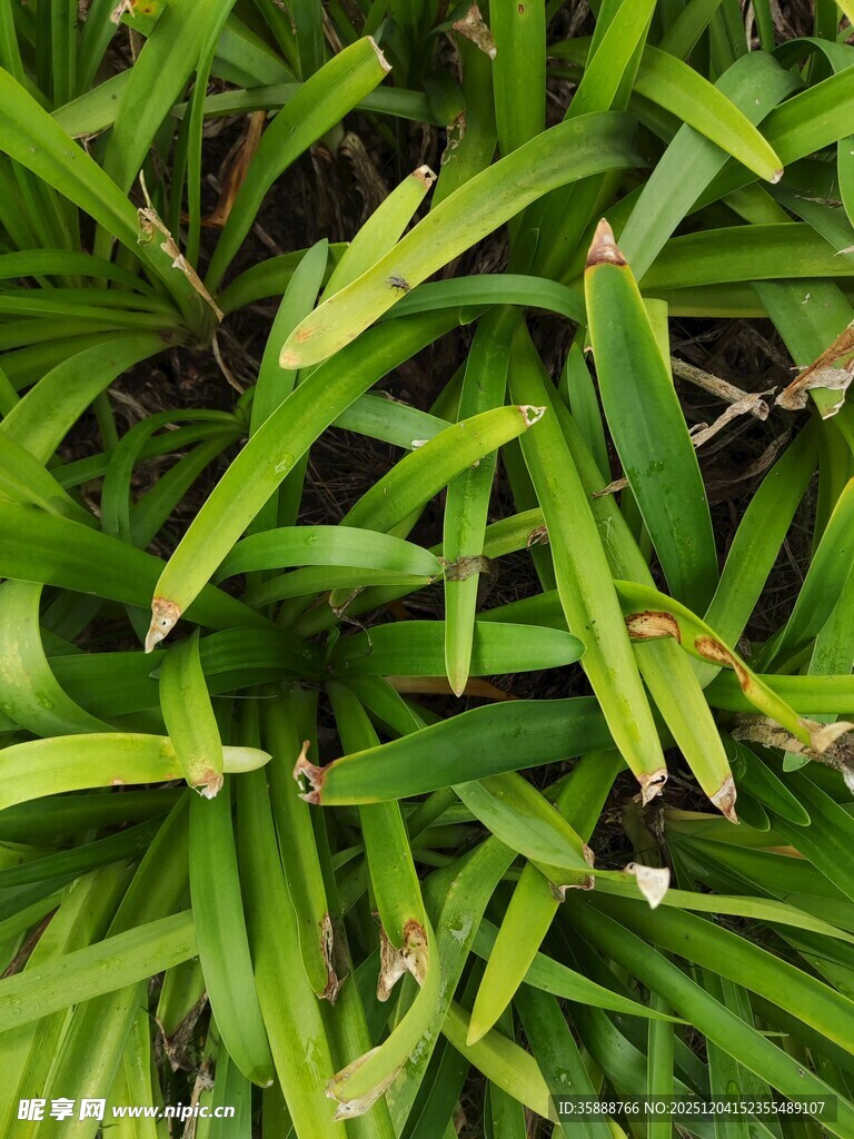 翠绿细长叶片的植物
