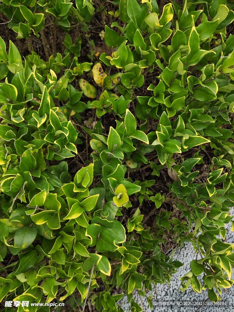 翠绿繁茂的低矮绿植景观