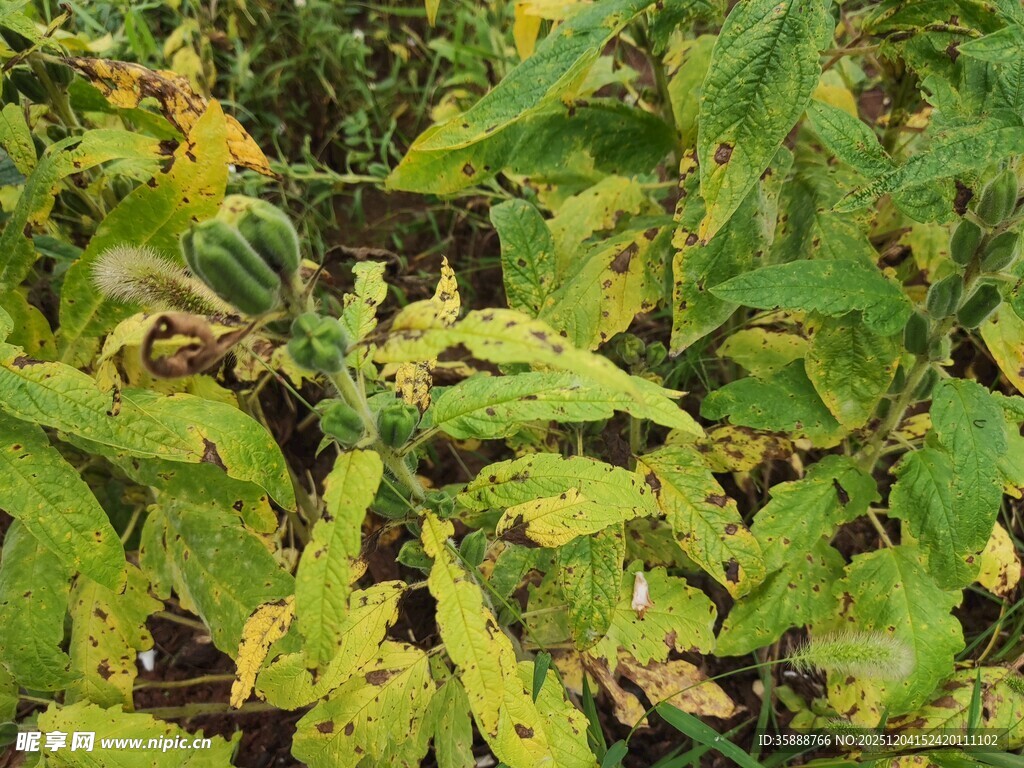 繁茂的绿色植物景象