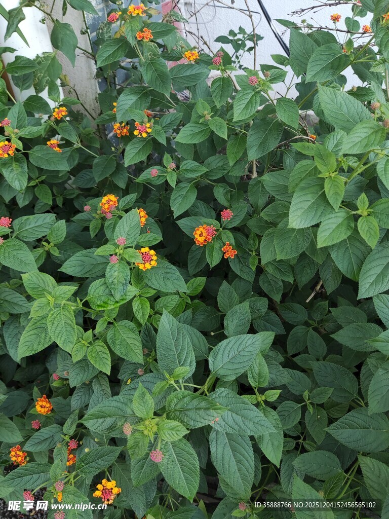 绿叶间的橙色小花