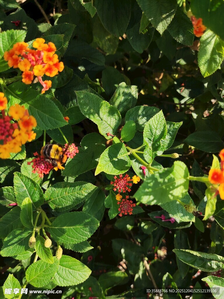 多彩花卉与绿叶的自然景致