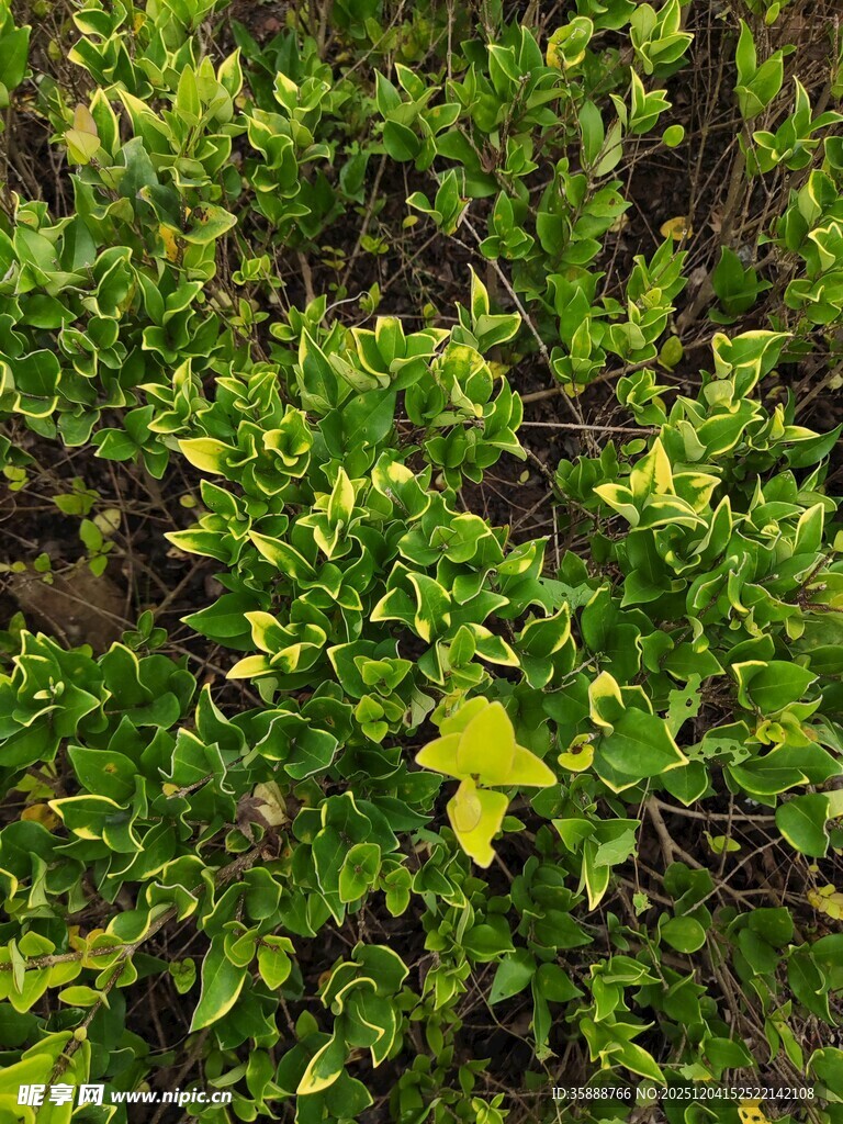 翠绿繁茂的绿植景观