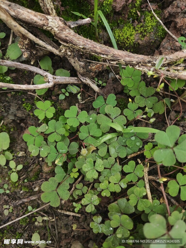 地面上的翠绿三叶草