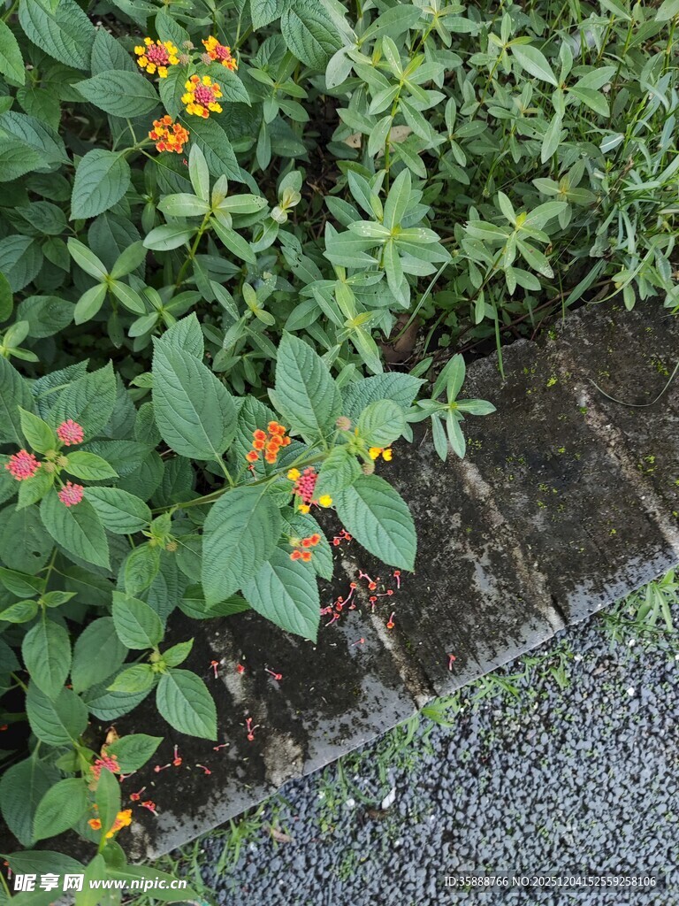 绿叶间的橙色小花