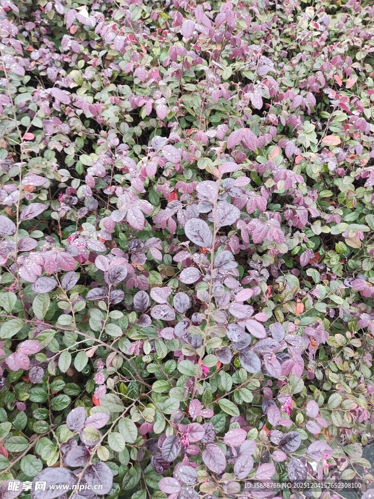 紫色叶片植物景观