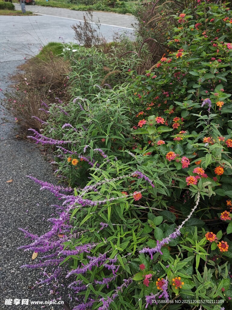 路边多彩花卉植物景观