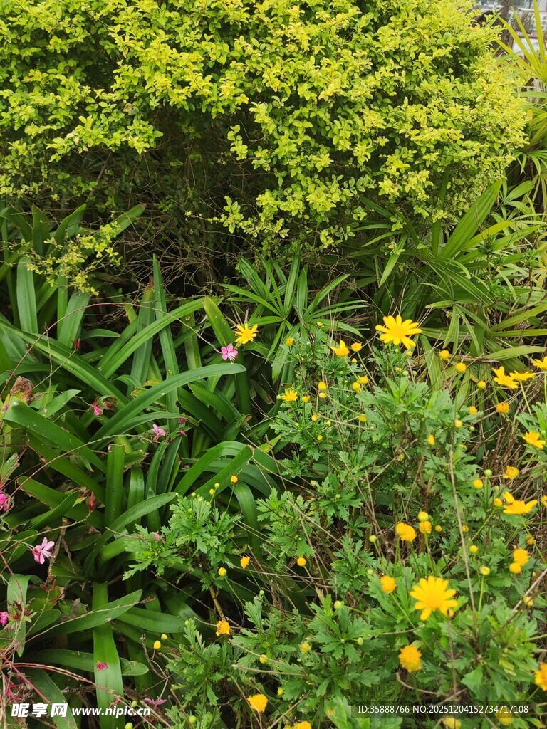 春日烂漫花丛景观