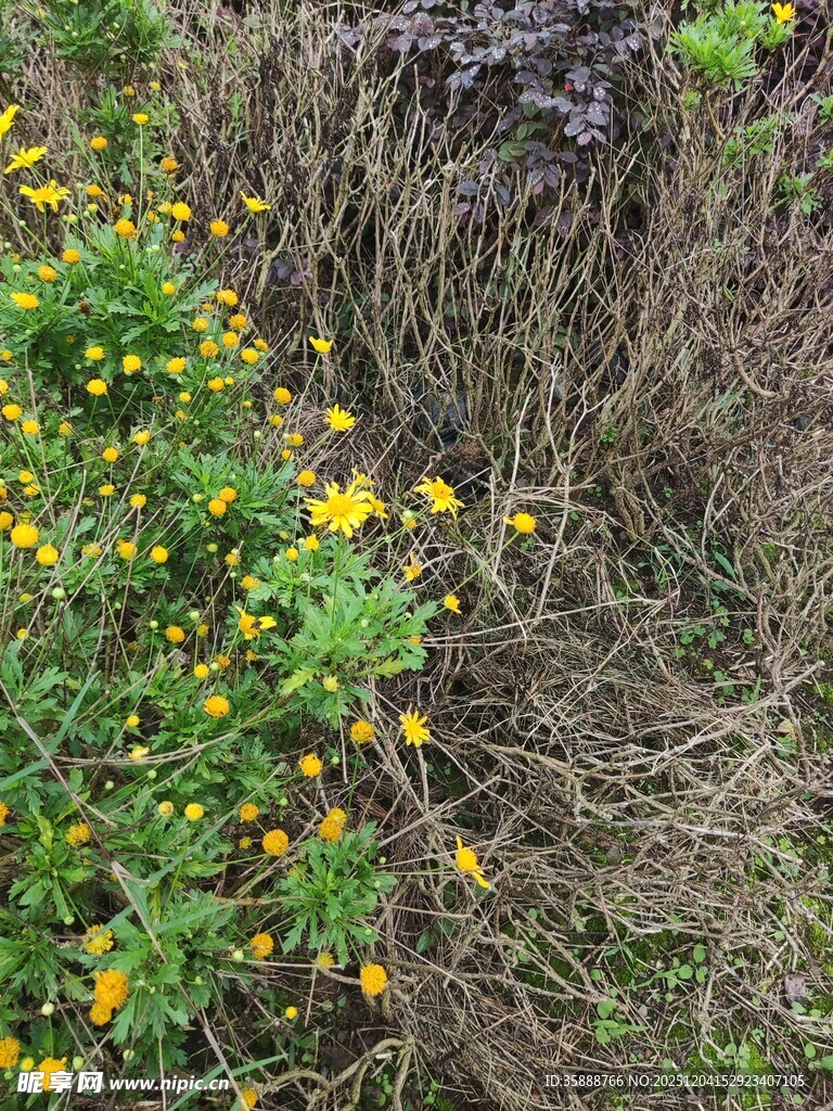 野花与枯草丛生景象