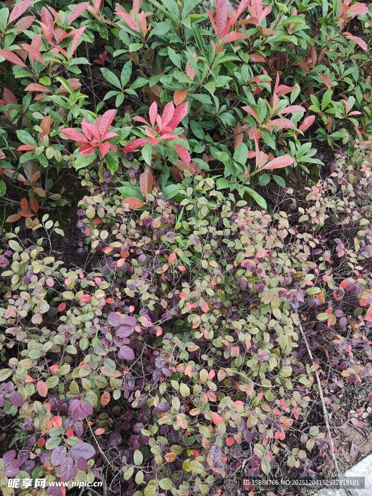多彩灌木植物景观