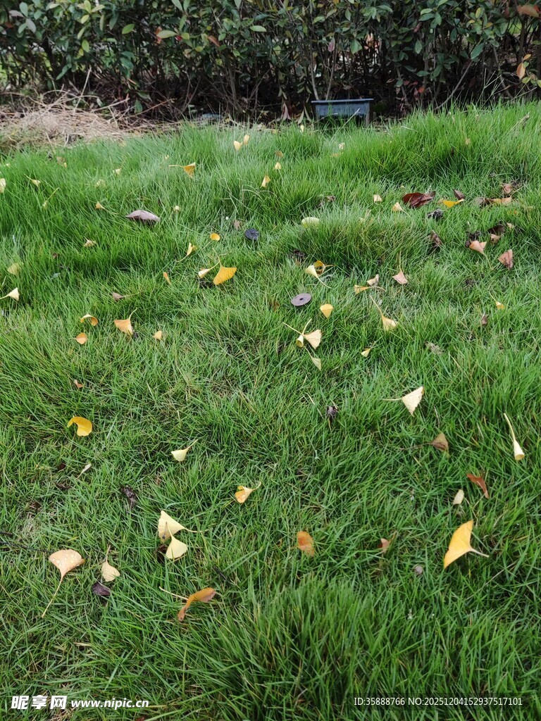 草地上散落的金黄树叶