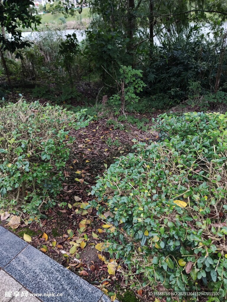 路边繁茂绿植景观