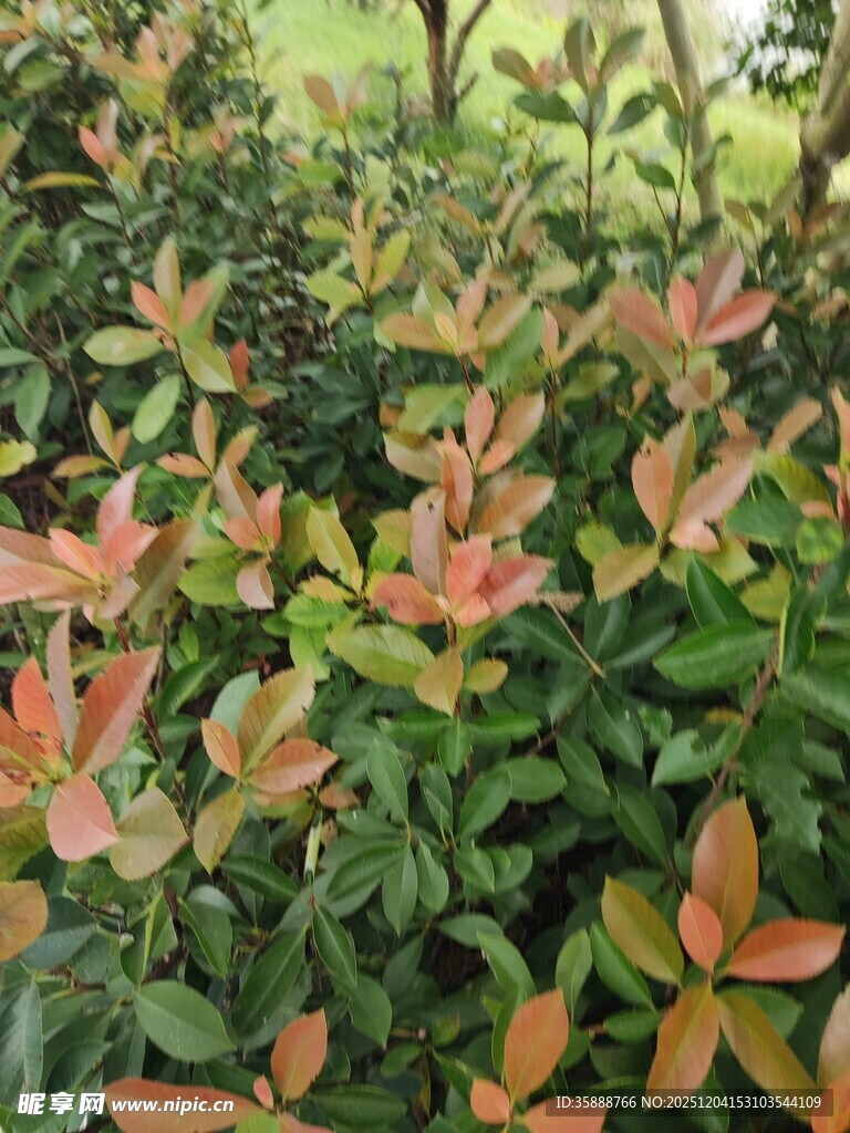 多彩叶片的植物景观