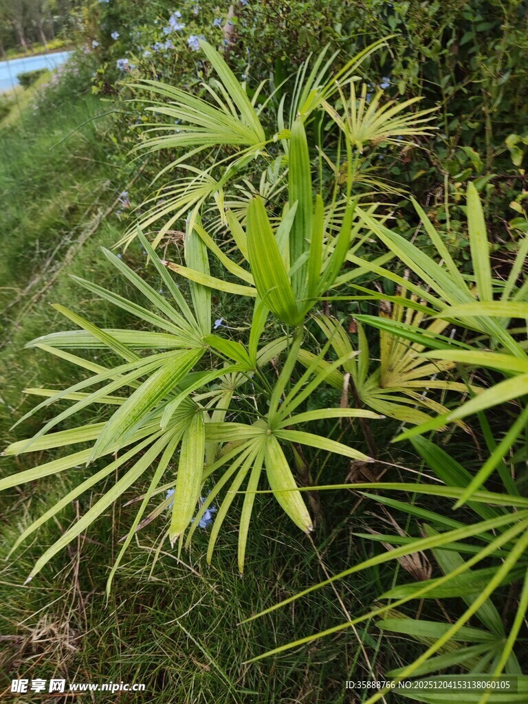 翠绿竹叶植物特写
