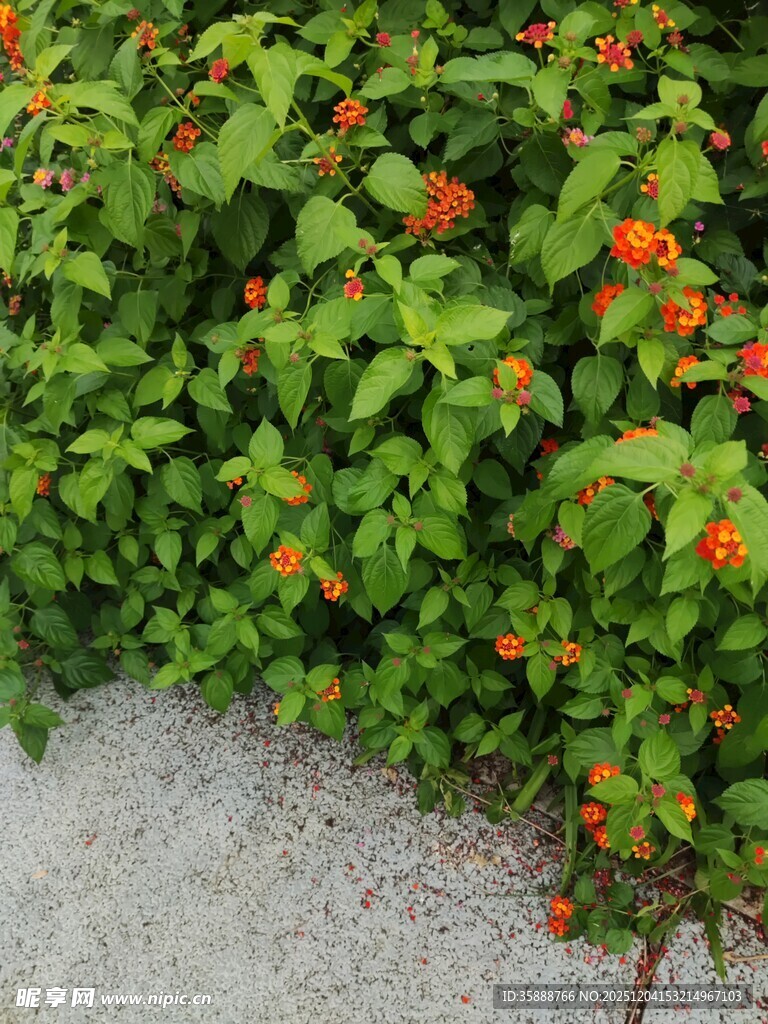 绿叶间的橙色小果实