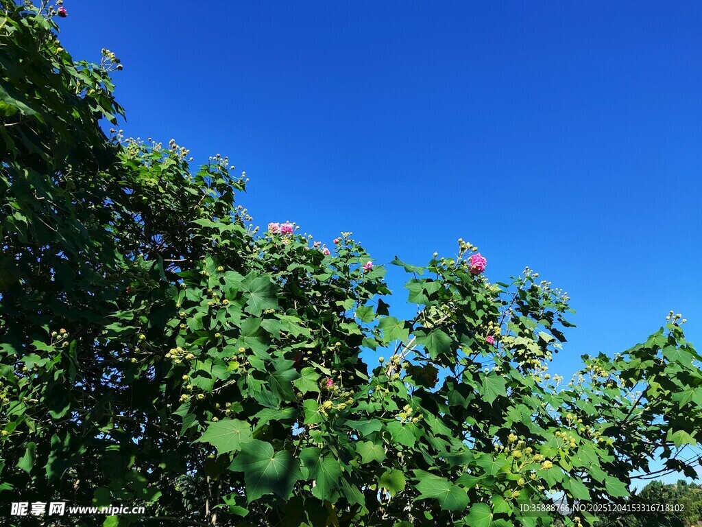 蓝天绿树间的清新景致