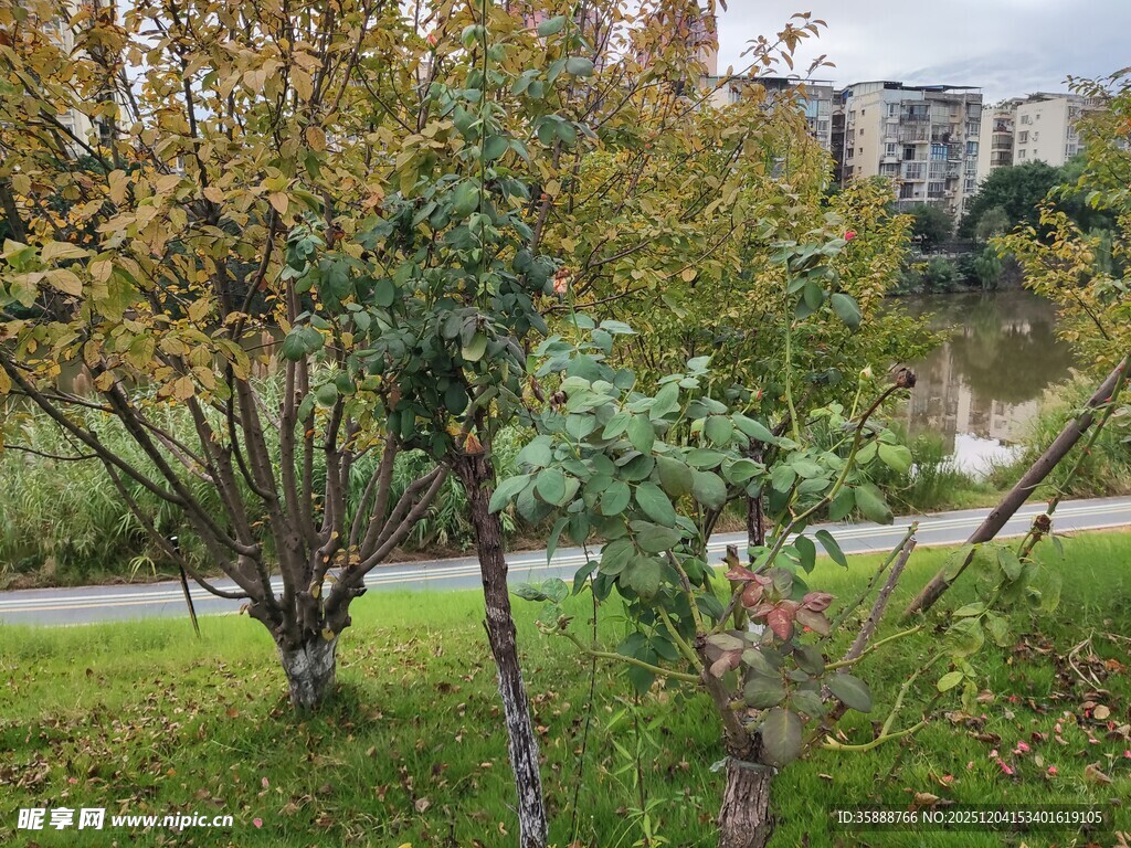 秋日公园树木景致