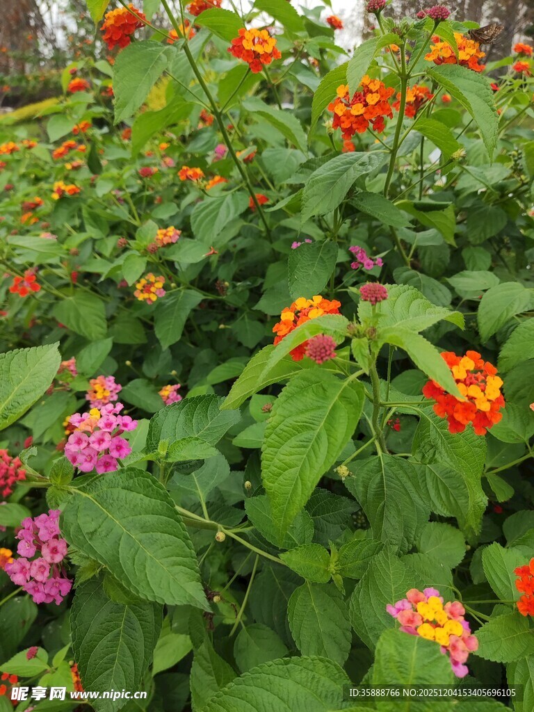 多彩花卉绽放绿意间