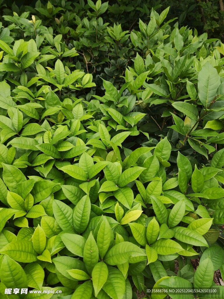 翠绿繁茂的绿植景观