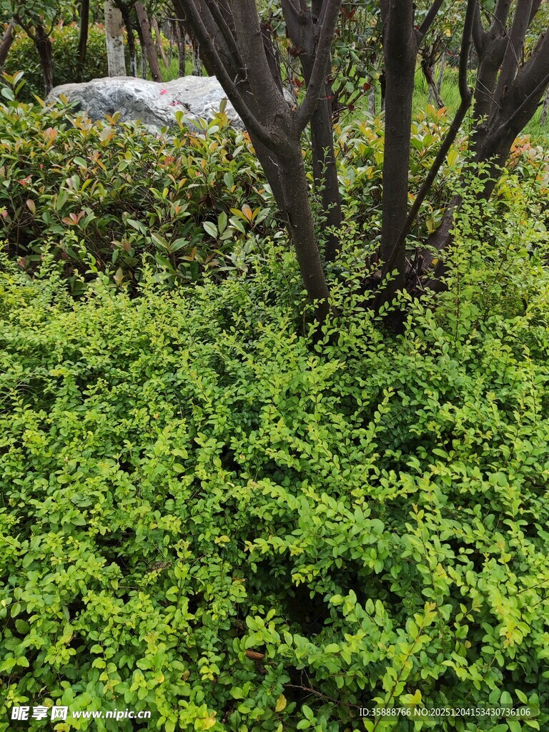 翠绿繁茂的灌木丛景观