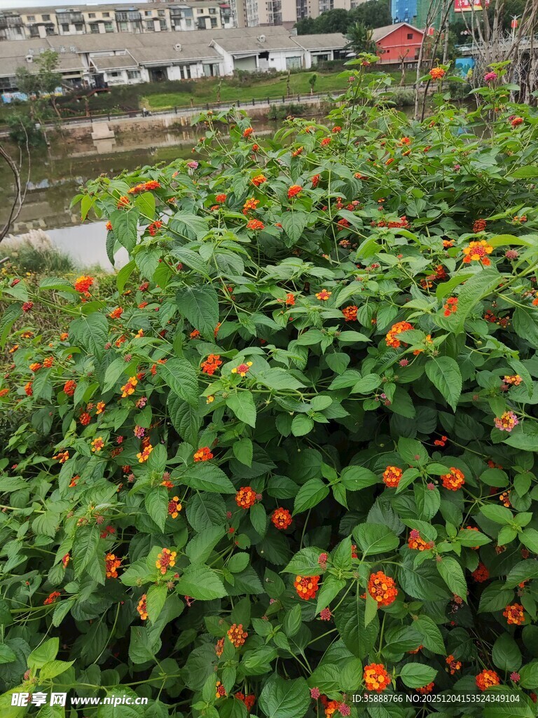 绿叶间的橙色小花绽放