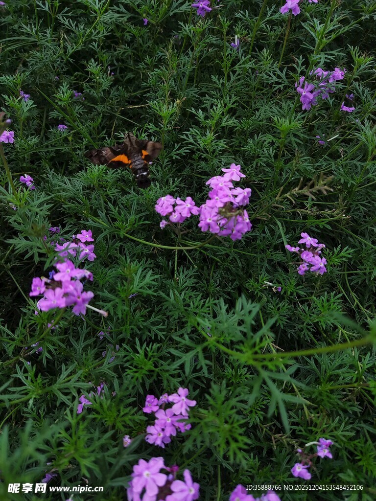 紫色小花绽放于绿叶间