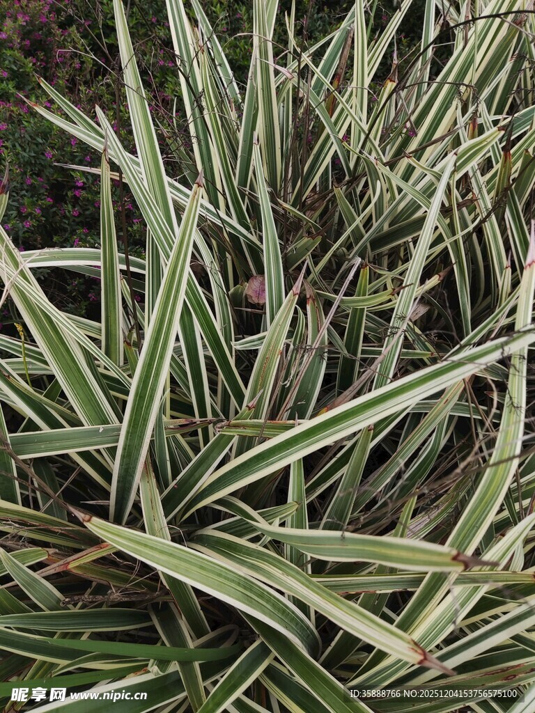 条纹叶片植物特写