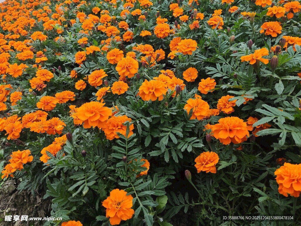 橙色万寿菊花海美景