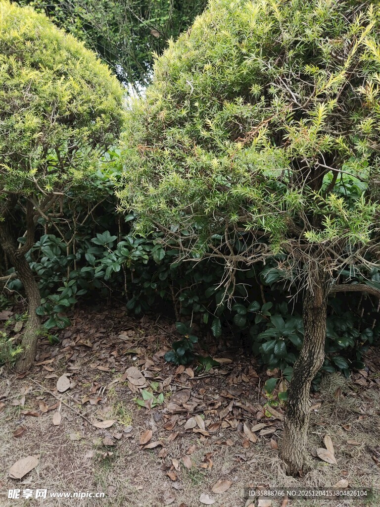 造型独特的灌木景观