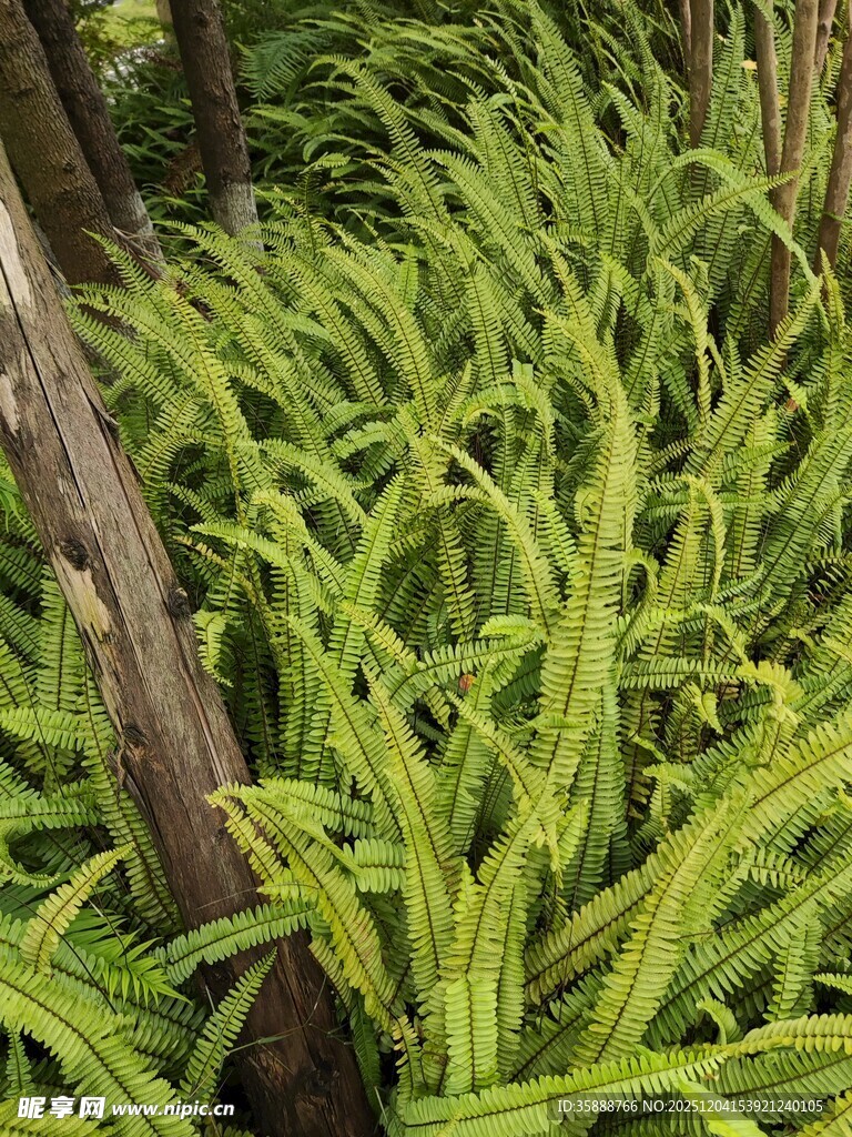 翠绿蕨类植物与树干景观