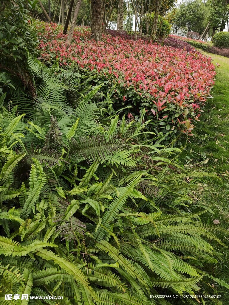 花园中多彩花卉与绿植