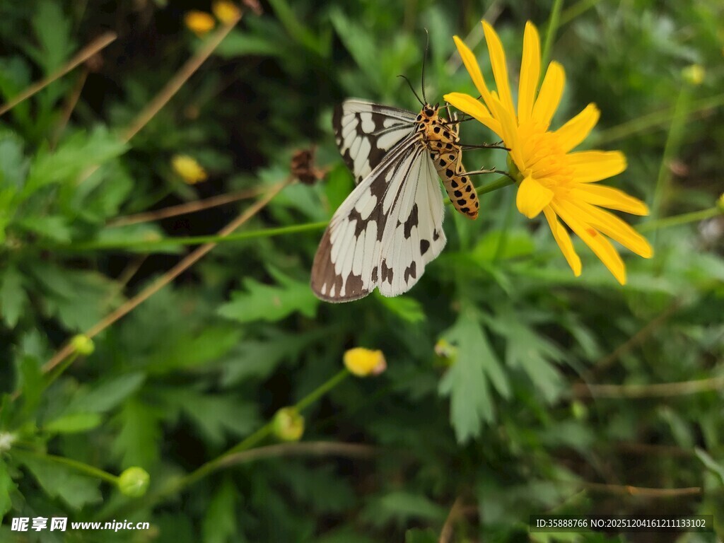 蝴蝶停驻黄色小花上
