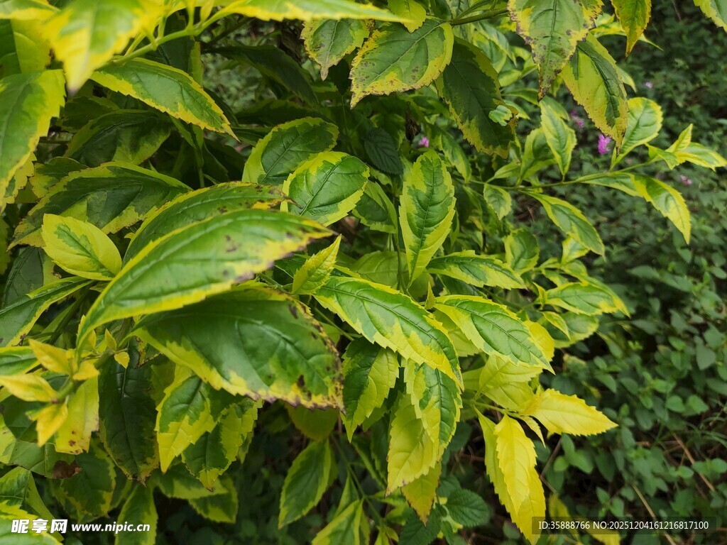 黄绿相间的斑斓叶片植物