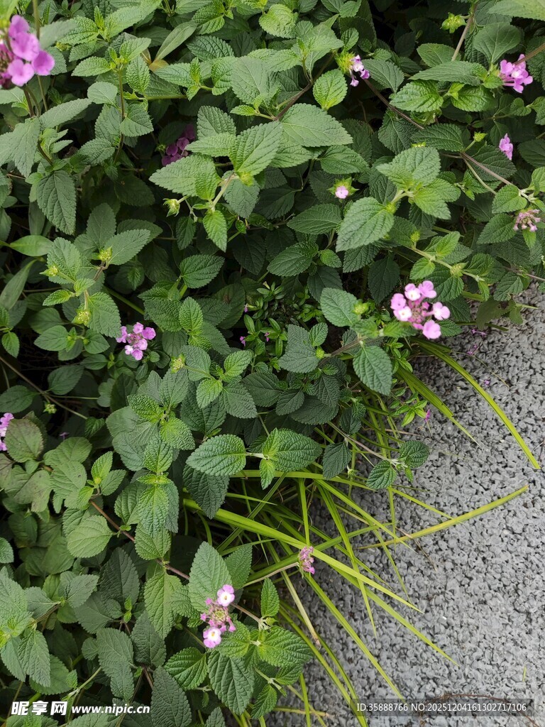 绿叶丛中绽放的娇艳小花