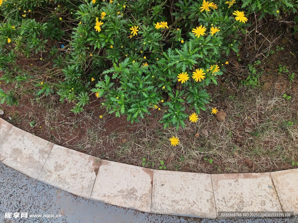 路边绽放的黄色小花
