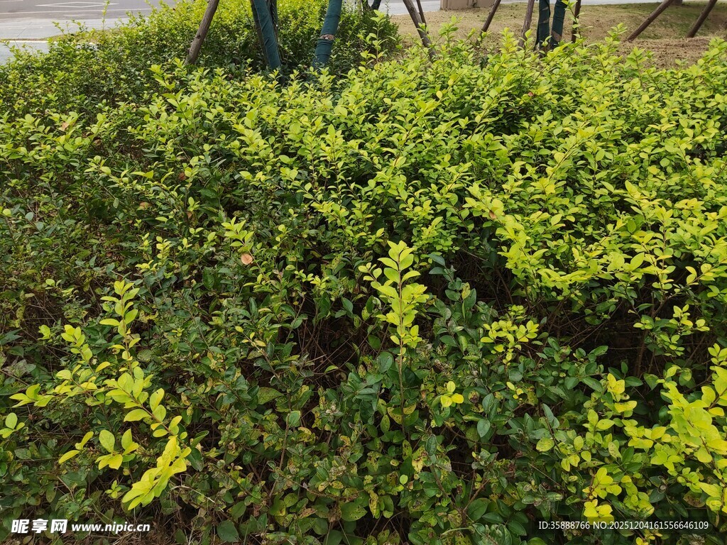 翠绿繁茂的灌木丛景观