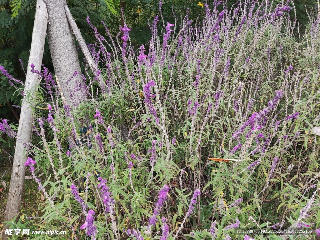 紫色野花旁的木质围栏