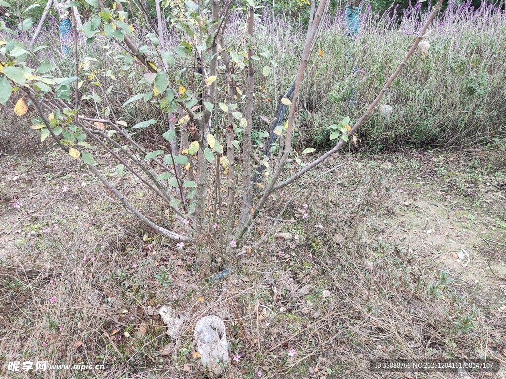 幼树生长于户外泥土中