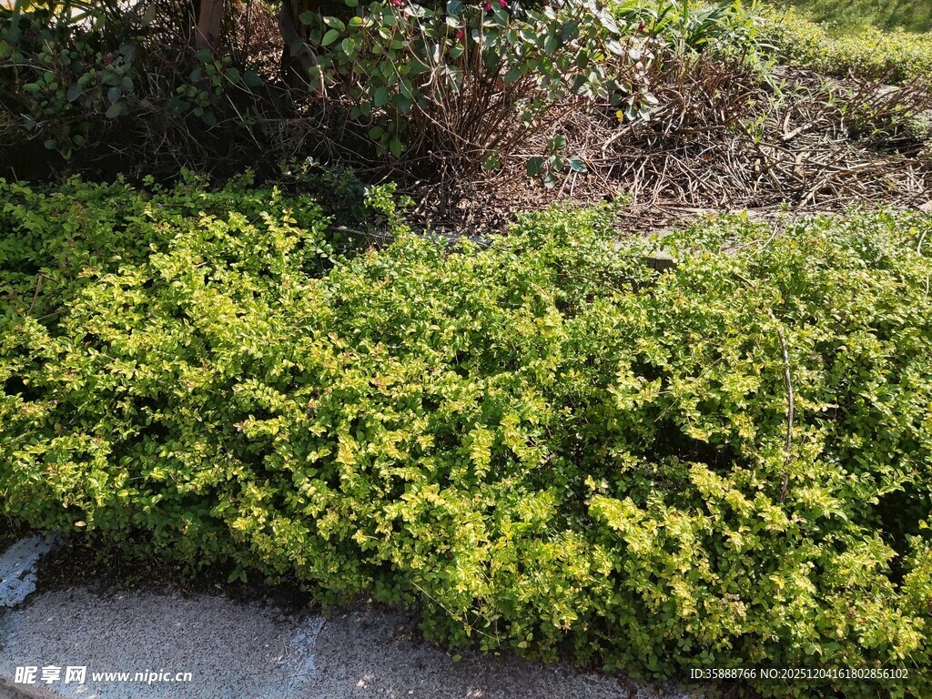 翠绿灌木丛景观