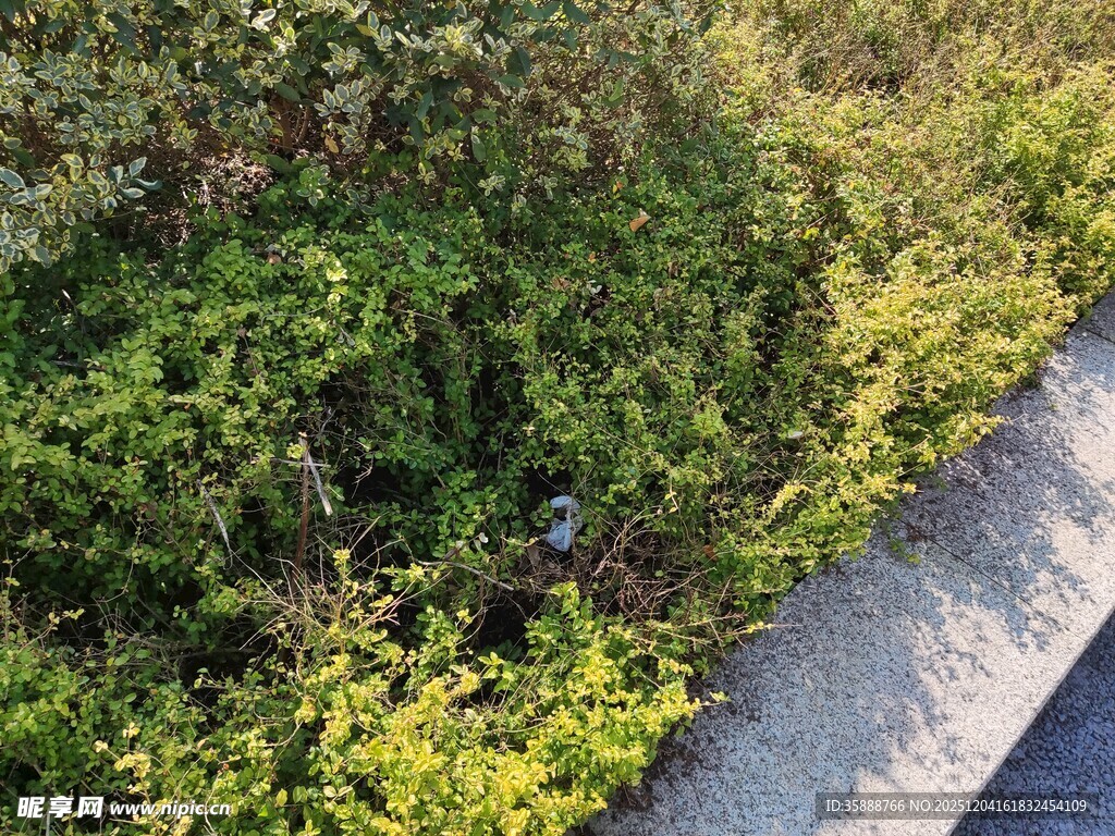 路边繁茂绿植