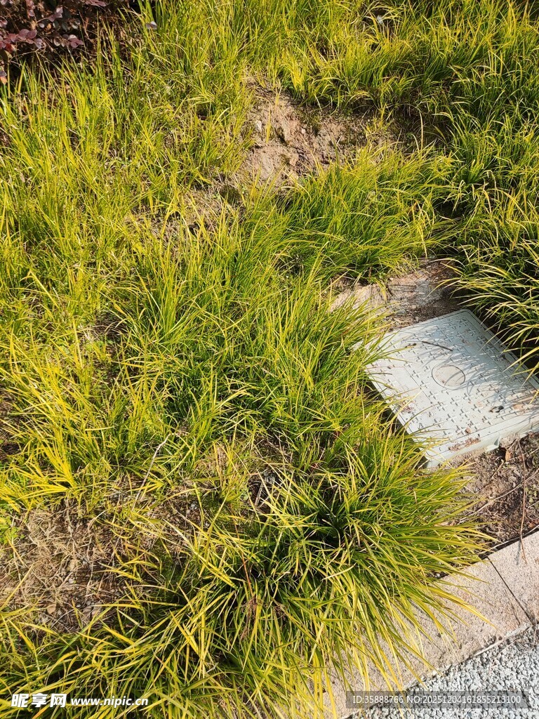 石板旁的翠绿草丛