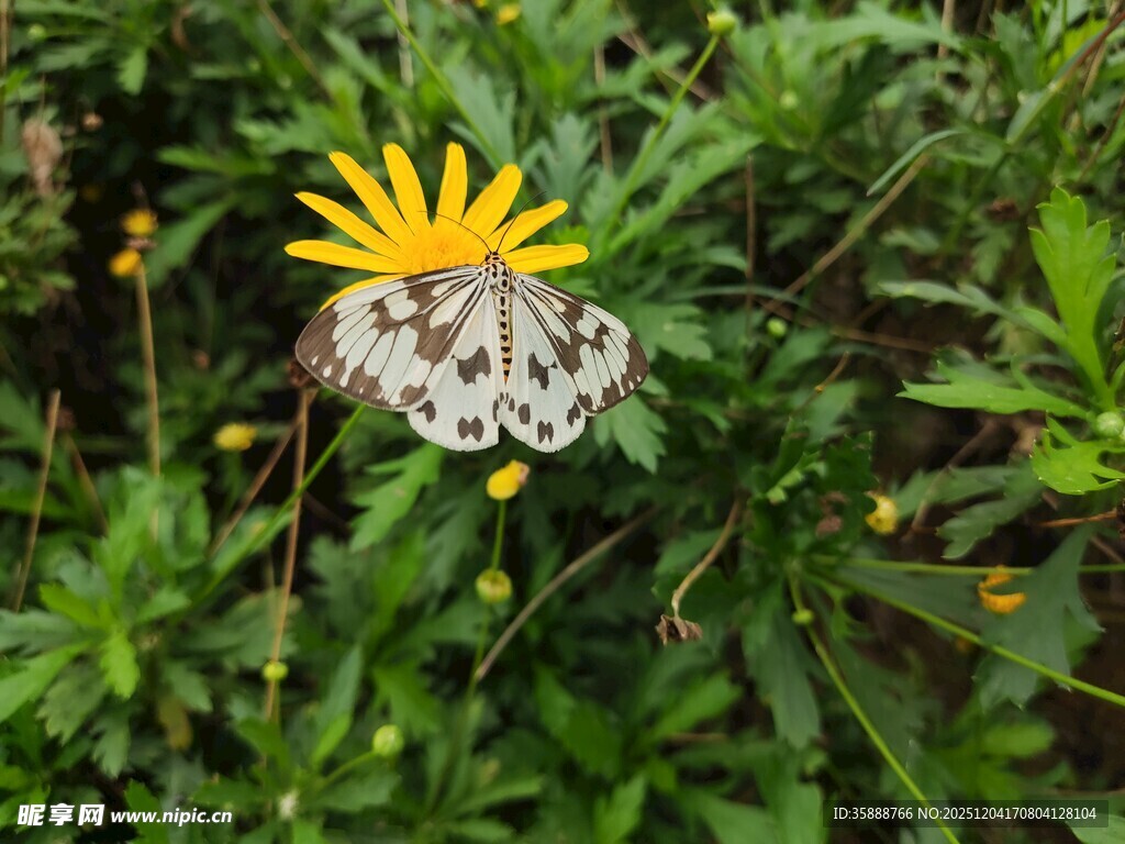 蝴蝶停驻在黄色小花上
